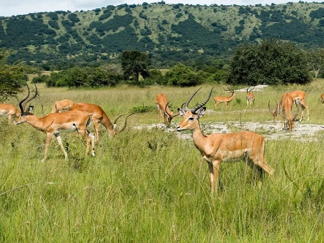 複数回のゲームドライブでさまざまな野生動物を鑑賞