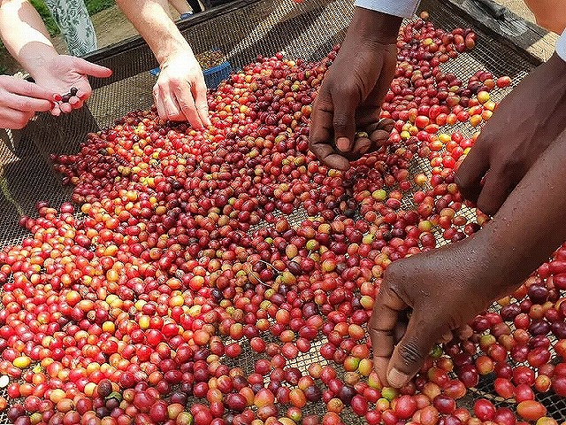 コーヒー農園でルワンダコーヒーを堪能