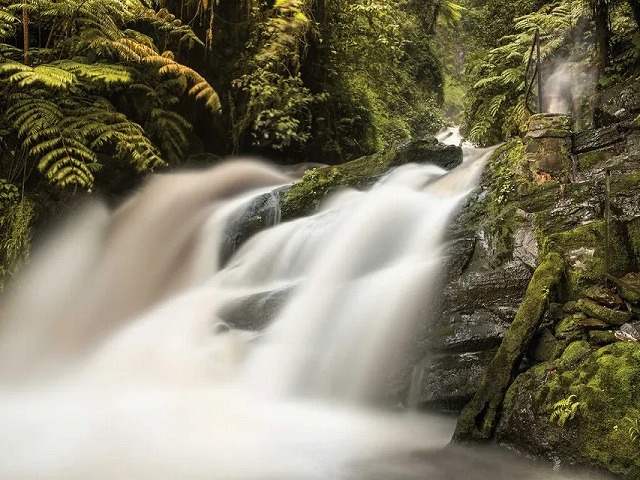 ニュングウエ森林国立公園のトレイルを3日間かけて歩きます