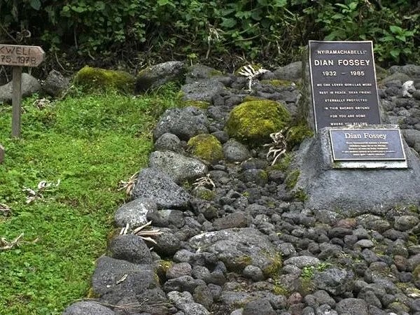 霊長類学者ダイアンフォッシーの墓を訪問するトレッキング