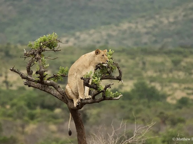 アカゲラ国立公園でのサファリ体験