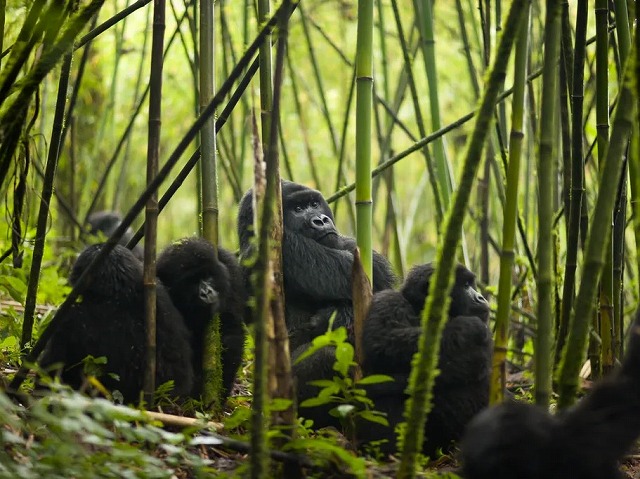 最終日はマウンテンゴリラの親子を追跡