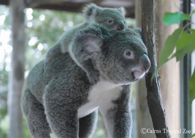 ケアンズ ハートリース動物園 入場券 選べる写真付き コアラと朝食プラン の予約ならホットホリデー