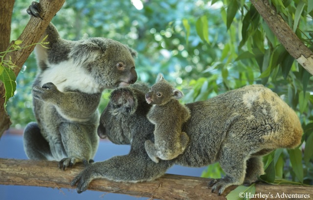 ケアンズ ハートリース動物園 入場券 選べる写真付き コアラと朝食プラン の予約ならホットホリデー