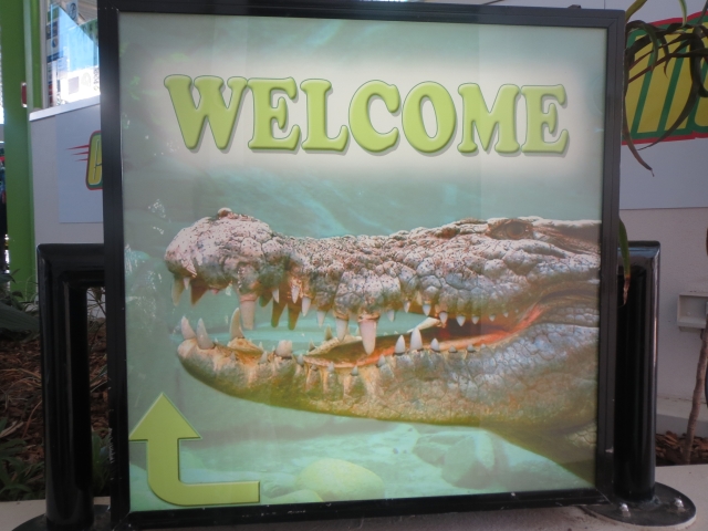 水槽の中の大きな入り江ワニを見られる、めずらしい展示方法です
