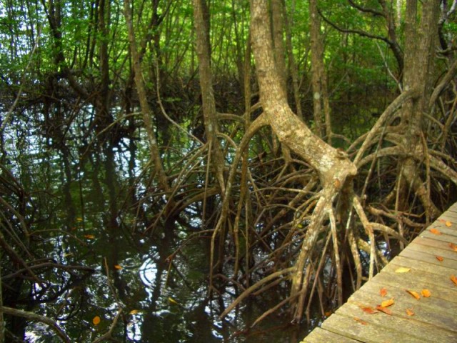 マングローブが生い茂るガヤ島散策