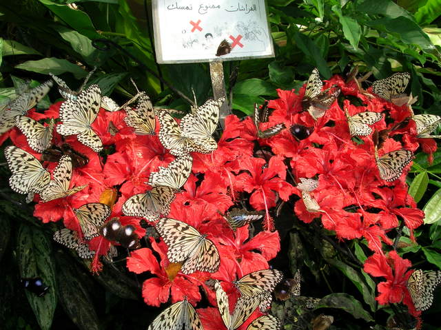 南国の美しい蝶たち