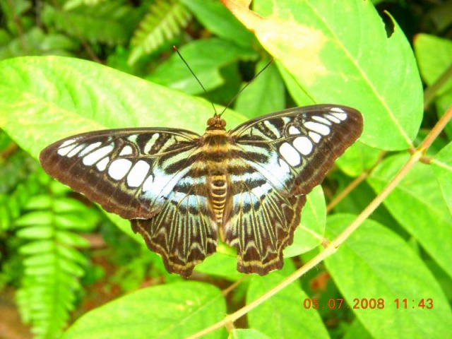 南国の珍しい蝶