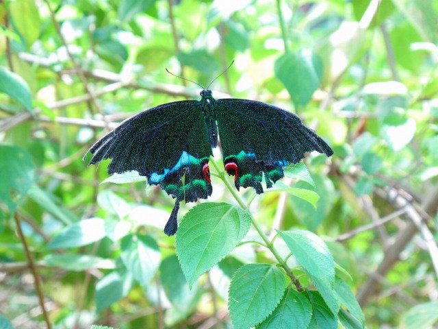 色鮮やかな南国マレーシアの蝶