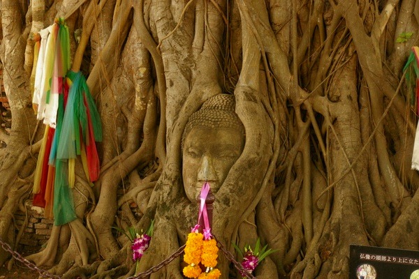 ワット・プラ・マハタートの仏像にからみつく木