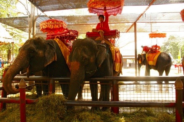 タイに来たらマストの象乗り体験