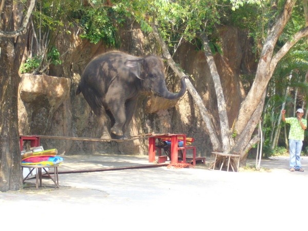 綱渡りも上手にできるタイガーズーの象さん