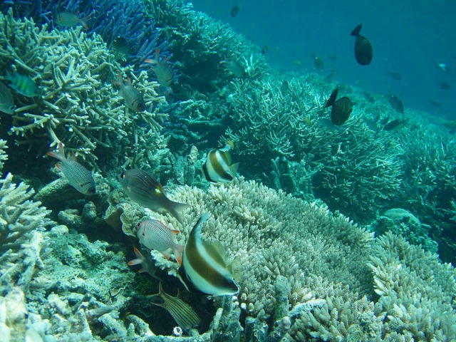 色鮮やかな熱帯魚や珊瑚礁などがあふれるパラオの海