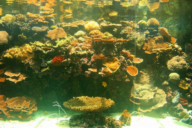 サンゴ礁研究センター(水族館)