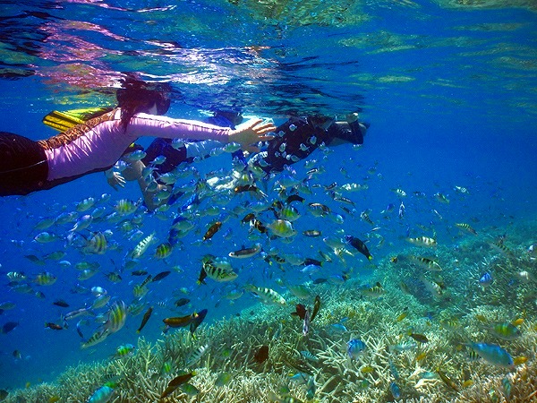 南国ならではのカラフルなサンゴ礁と魚たち