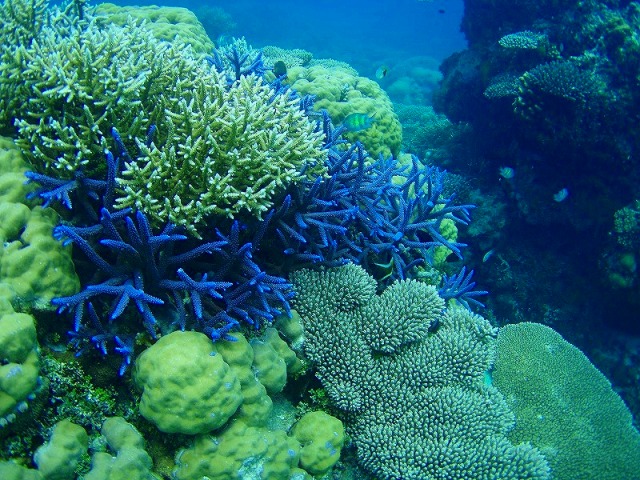 色とりどりで元気なパラオの珊瑚