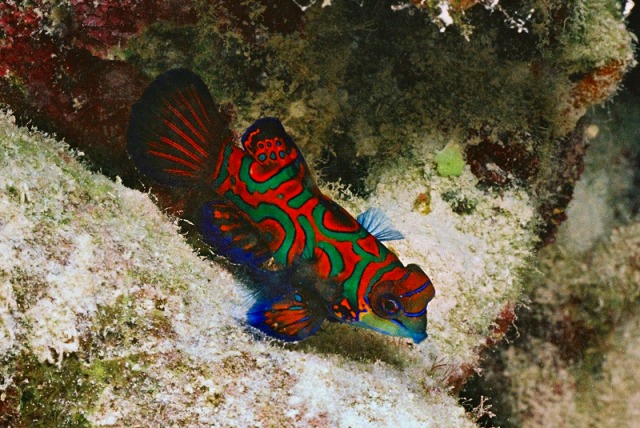 南国パラオらしいカラフルな魚