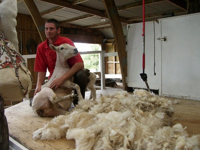 シープワールドでの羊の毛刈りショー
