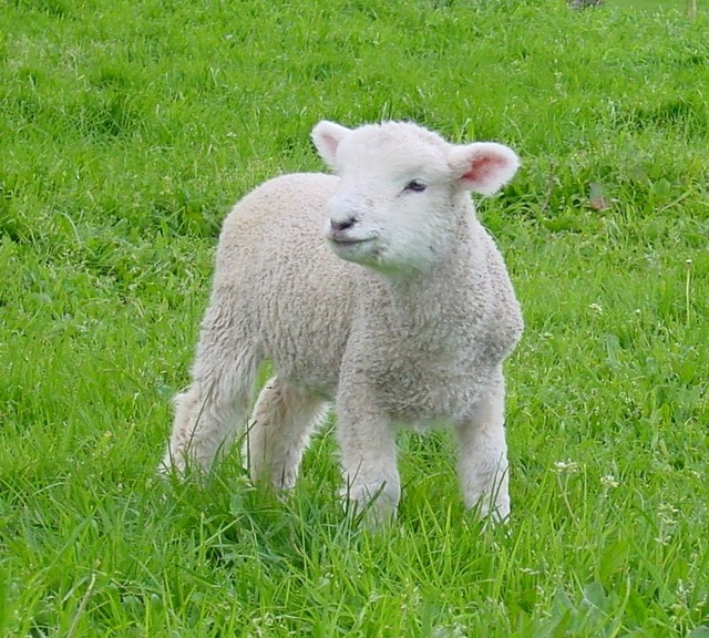 ニュージーランドの牧場の可愛い子羊