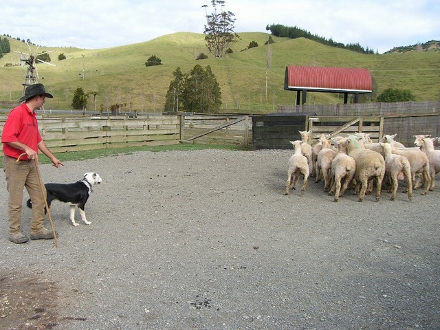 シープワールドでの羊犬による羊追いのパフォーマンス