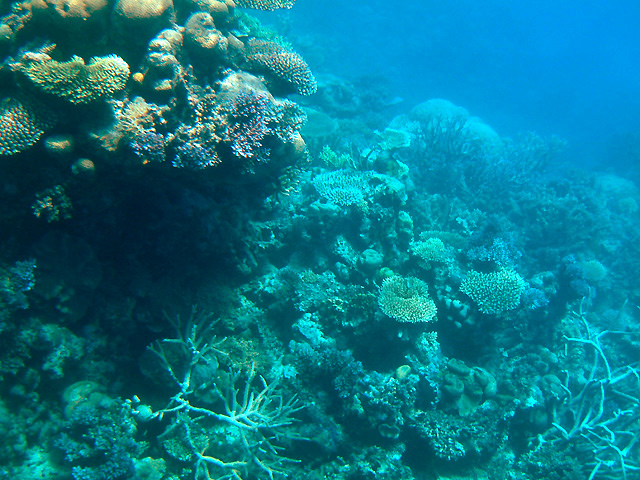 エイジンコートリーフのカラフルなサンゴ礁