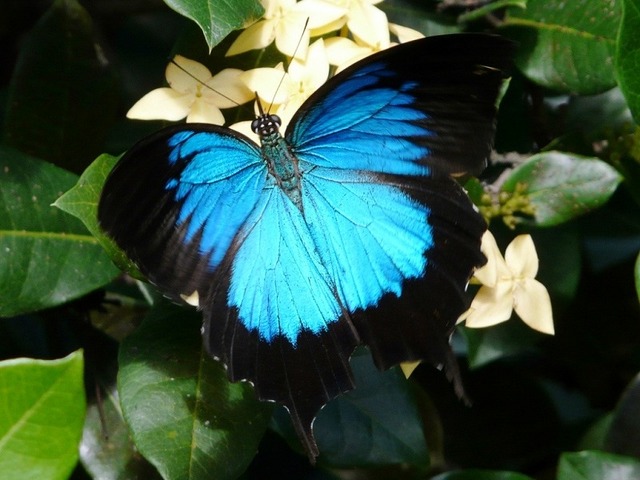 幸せの青い蝶ユリシス