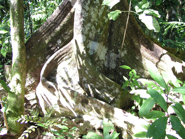 大きな板根が特徴的なスオウの木の仲間