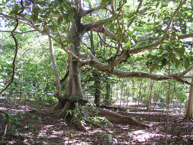 緑豊かなデインツリーの熱帯雨林の様子