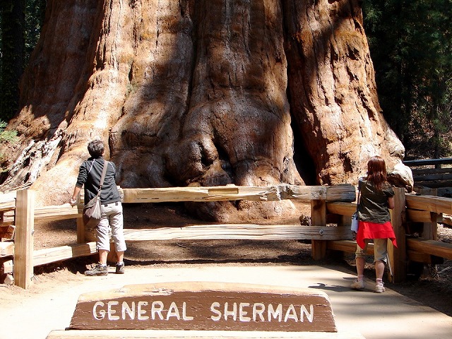 シャーマン将軍の木