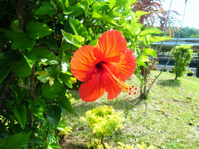 南国らしいハイビスカスが咲き誇るバベルダオブ島