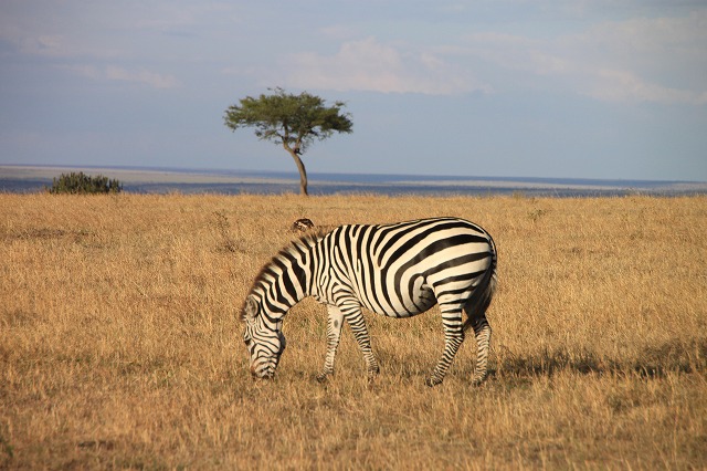 ケニアで一番人気の国立公園で見るシマウマ