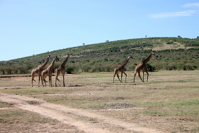 マサイマラ国立公園ではキリンも群れで見ることができる