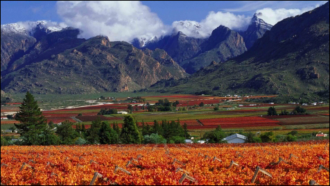 南アフリカで最も優れたワインの生産地として有名