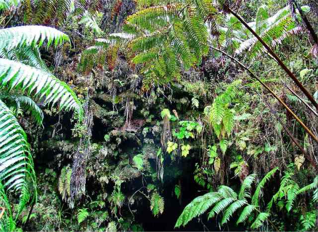 神聖な場所とされているハワイ シダの洞窟