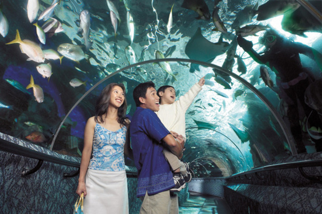 シンガポール水族館のチューブ水槽で魚を見上げる