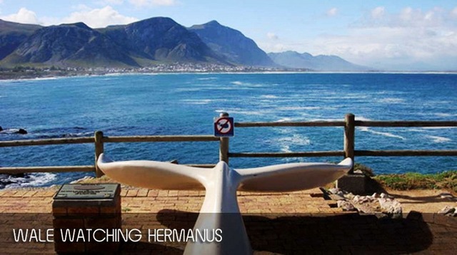 南アフリカの海辺にある美しい街ヘルマナス