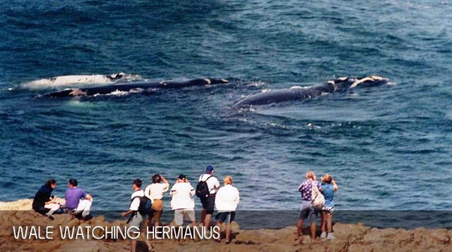 ヘルマナスはクジラが見られることで有名