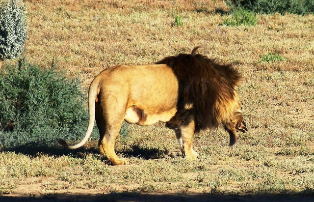 獲物を捉え、満足げなライオンの雄