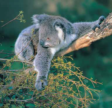 ムーンリットサンクチュアリー野生動物自然保護区のコアラ
