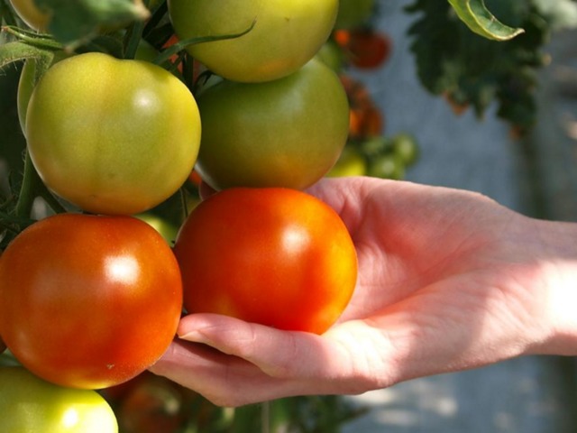 セルフォス温室栽培センターのおいしそうなトマト