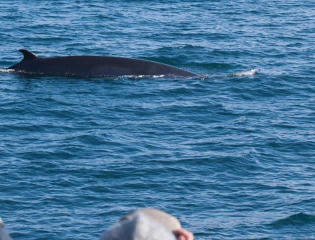 レイキャビクからクジラやイルカを見に行こう