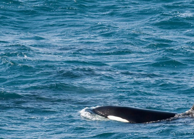 クジラ、イルカ、シャチなど大きな海の生き物が見られる