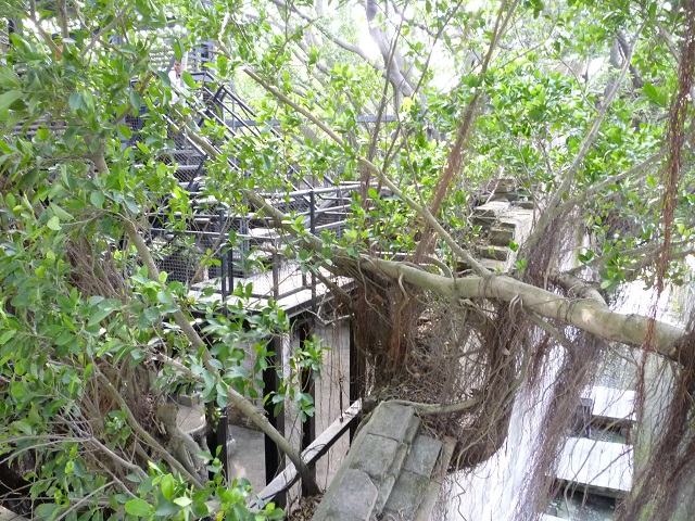 ガジュマルの木に浸食された安平樹屋