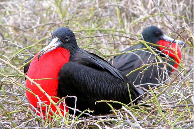 赤と黒の色のコントラストが目立つ軍艦鳥。