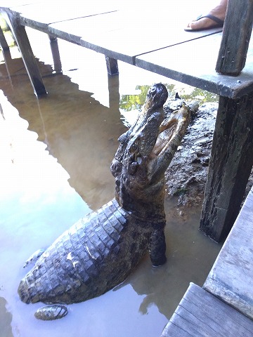 アマゾン川下りパンパツアー ルレナバケ1泊2日 ルレナバケ発 英語ガイド ホットホリデー