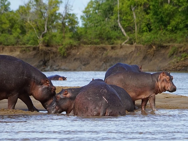 サファリでは様々な野生動物が鑑賞できます