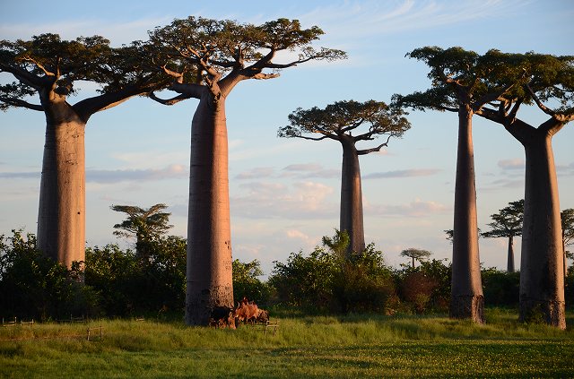 バオバブの木 大型の観葉植物をお探しの方