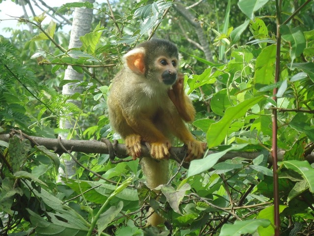 アマゾンの大自然で暮らす野生動物が沢山鑑賞できます。