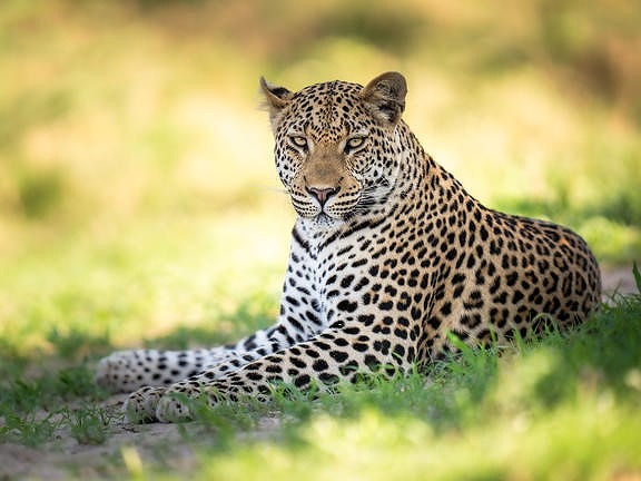 ビッグファイブなどの野生動物に出会えるチャンスがたくさん！