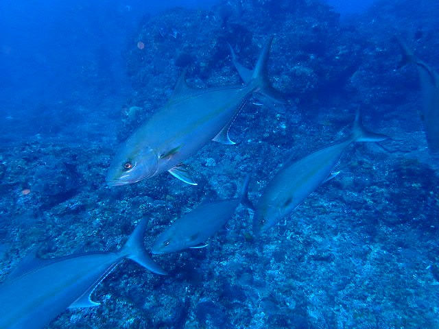 八丈島の綺麗な青い海と、海洋生物を鑑賞